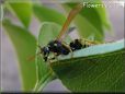 black yellow wasp picture