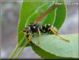 black yellow wasp picture