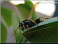 black yellow wasp picture