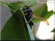 black yellow wasp picture