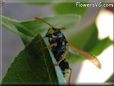 black yellow wasp picture