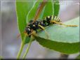 black yellow wasp picture