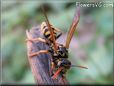 black yellow wasp picture