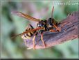 black yellow wasp picture