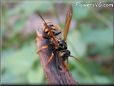 black yellow wasp picture