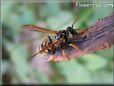 black yellow wasp picture