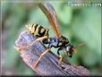 black yellow wasp picture