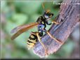 black yellow wasp picture