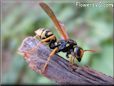 black yellow wasp picture