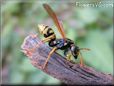 black yellow wasp picture