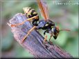 black gold wasp picture