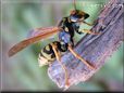 black gold wasp picture