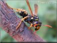 black gold wasp picture