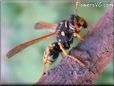 black gold wasp picture