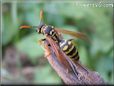 black gold wasp picture