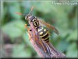 black gold wasp picture