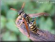 black gold wasp picture
