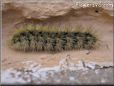 black gold fuzzy caterpillar picture