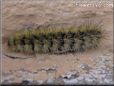 black gold hairy caterpillars image