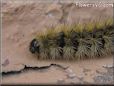 black gold hairy caterpillars pics