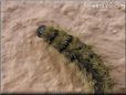 black gold hair caterpillar wallpaper