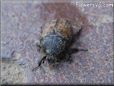 black brown beetle picture