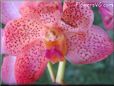 orchid flower picture