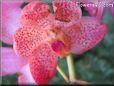 flower orchid picture