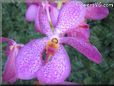 orchid flower picture