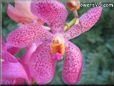 orchid flower picture