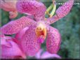 orchids picture