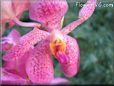 orchid pictures