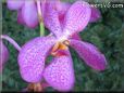 orchid picture