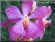 orchid pictures