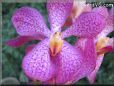 orchid picture