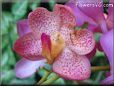 orchid picture