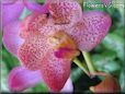 flower orchid picture