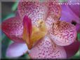 flower picture