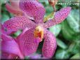 flowers picture