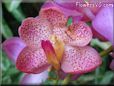 flower picture