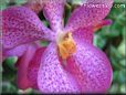 orchid flower picture