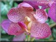orchid picture