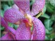 orchid picture