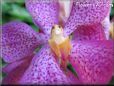 orchids picture