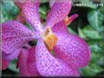 flower picture