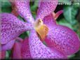 orchids picture