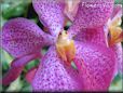flower pictures