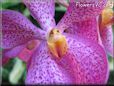 orchid picture