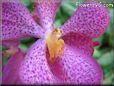 orchid picture