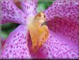 orchid picture
